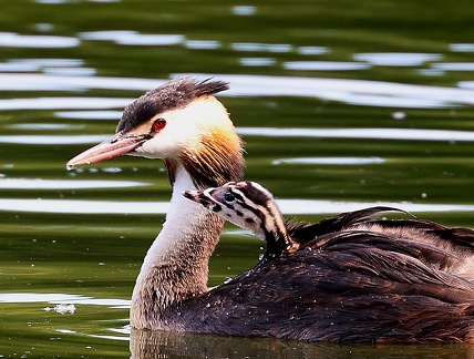 Podiceps cristatus-40