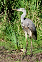 Ardea cinerea-31