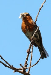 Erithacus rubecula-2