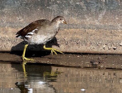 Gallinula chloropus-1