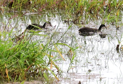 Fulica atra-21