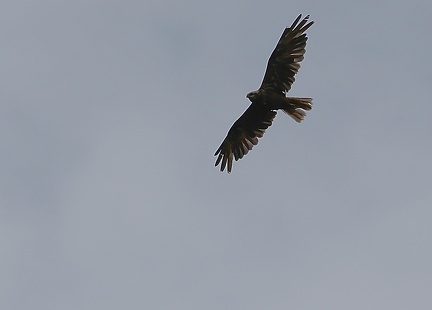 Circus aeruginosus-2