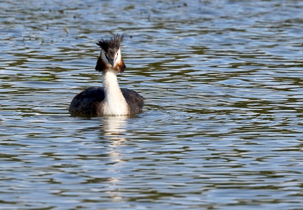 Podiceps cristatus-32