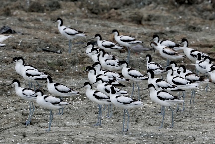 Recurvirostra avosetta-21