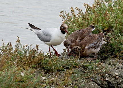 Chroicocephalus ridibundus-13