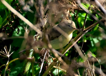 Hippolais polyglotta