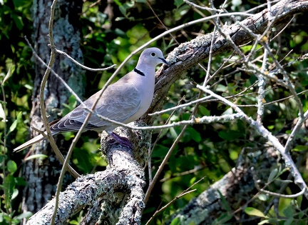 Streptopelia decaocto