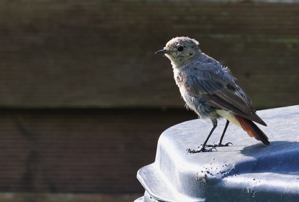 Phoenicurus ochruros-4