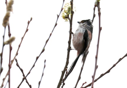 Aegithalos caudatus-3