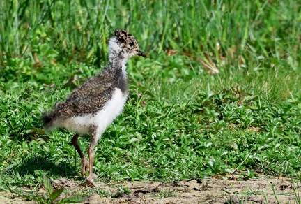 Vanellus vanellus-04