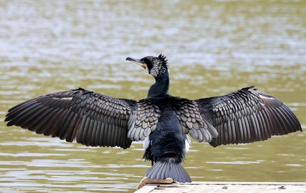 Phalacrocorax carbo-11