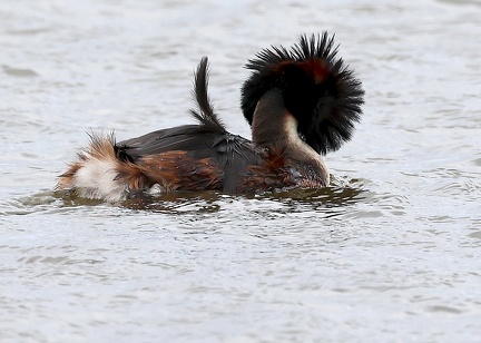 Podiceps cristatus-33