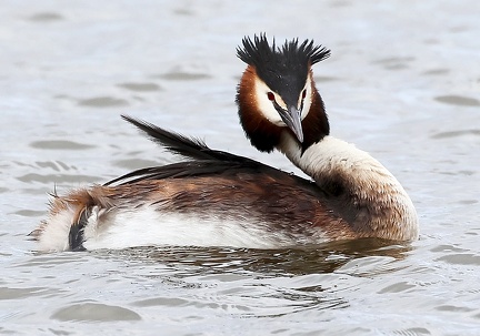 Podiceps cristatus-32