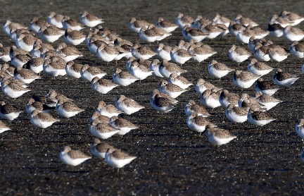 Calidris alpina-1