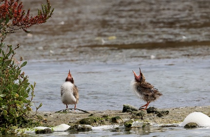 Sterna hirundo-2