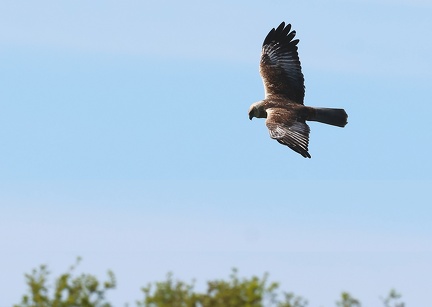 Circus aeruginosus-1