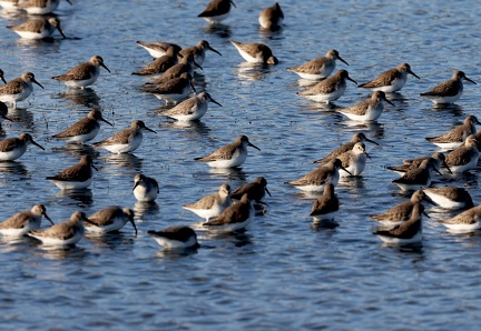 Calidris alpina