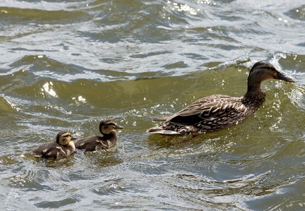 Anas platyrhynchos-51