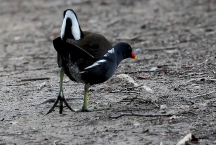 Gallinula chloropus-2