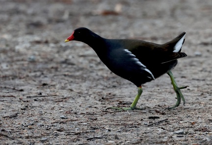 Gallinula chloropus-3