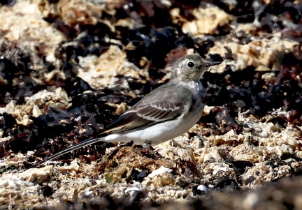 Motacilla alba-3
