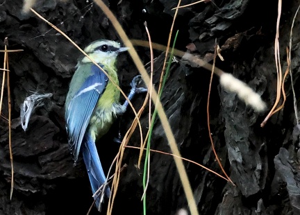 Cyanistes caeruleus-1