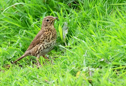 Turdus philomelos-2
