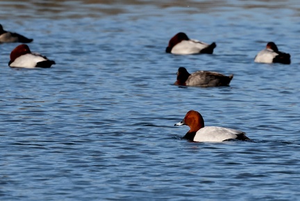 Aythya ferina-1