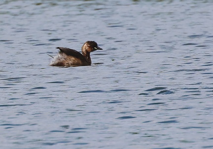 Tachybaptus ruficollis