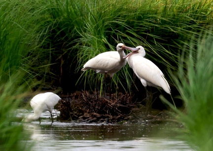 Platalea leucorodia-6