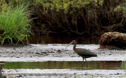 Plegadis falcinellus-4
