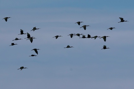 Plegadis falcinellus-5