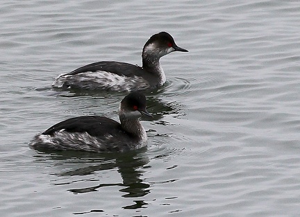 Podiceps nigricollis-3