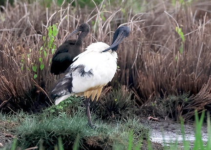 Plegadis falcinellus-6