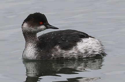 Podiceps nigricollis-1