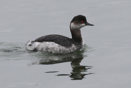Podiceps nigricollis