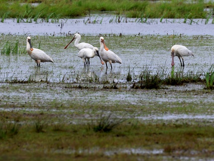 Platalea leucorodia-1