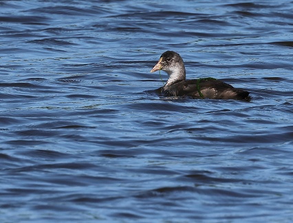 Fulica atra-2