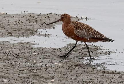 Limosa lapponica