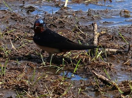 Hirundo rustica-1