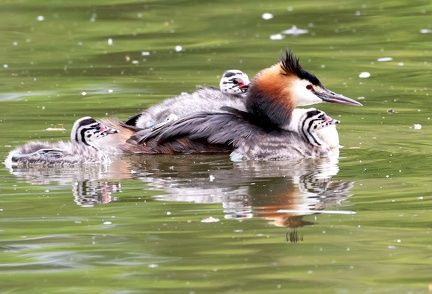 Podiceps cristatus-81