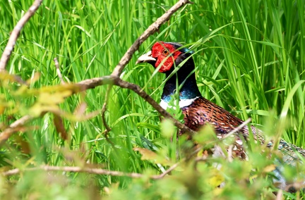 Phasianus colchicus-3