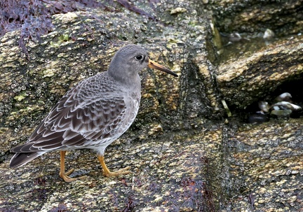 Calidris maritima