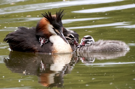 Podiceps cristatus-82
