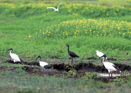 Threskiornis aethiopicus-71