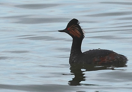 Podiceps nigricollis-4