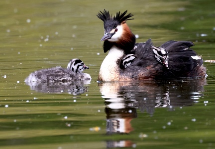 Podiceps cristatus-8