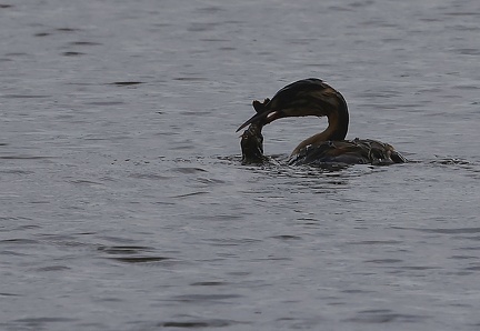 Podiceps cristatus-881