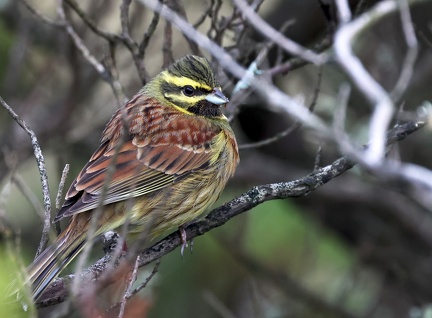 Emberiza cirlus-2