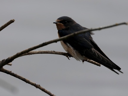 Hirundo rustica-7
